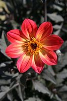 Flower in the sun.
