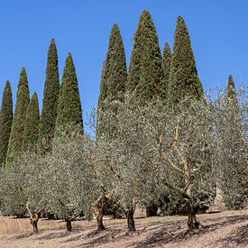 Cipressen en olijfbomen in Toscane van Jolanda van Eek en Ron de Jong