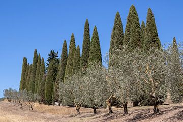 Cipressen en olijfbomen in Toscane