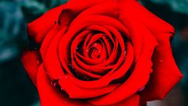 Rose nicer than from Ikea:)