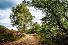 The road through the summer heath.