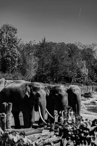 Olifanten op een rij in de dierentuin samen met een overvliegend vliegtuig ver weg in Nederland