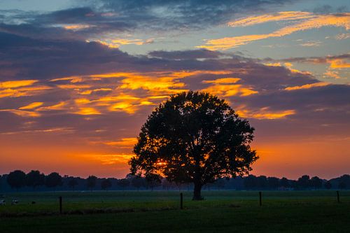 Mekkelhorst  van Antoon Morsink