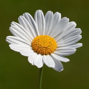 Gänseblümchen