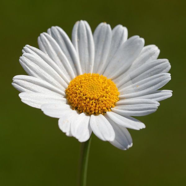 Daisy by Klaartje Majoor