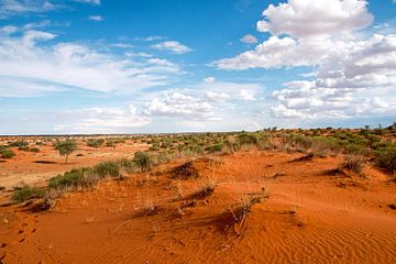 Düne in der Kalahari van Britta Kärcher