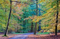 Herbstliche Farbe im Wald von Richard Gilissen Miniaturansicht