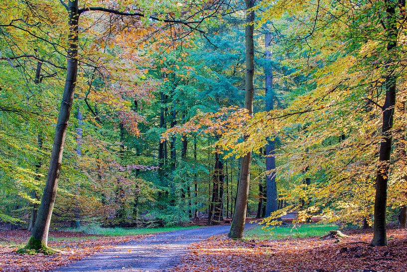 Herbstliche Farbe im Wald von Richard Gilissen