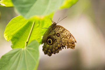 Owl Butterfly on Leaf, Tropical Animal Photography, Nature Photo by Martijn Schrijver