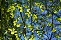 Young leaves in the evening light.