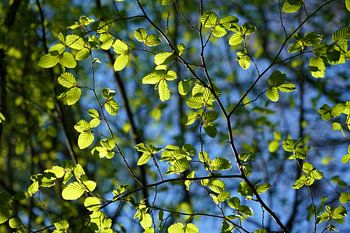 Junge Blätter im Abendlicht.