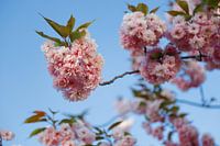bloeisels in avondzon