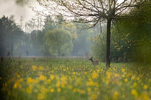 Hirsch in Blumenwiese an nebligem Morgen.