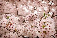 Lente