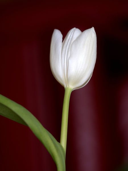 White Tulip von Eduard Lamping