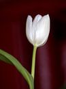 White Tulip von Eduard Lamping Miniaturansicht