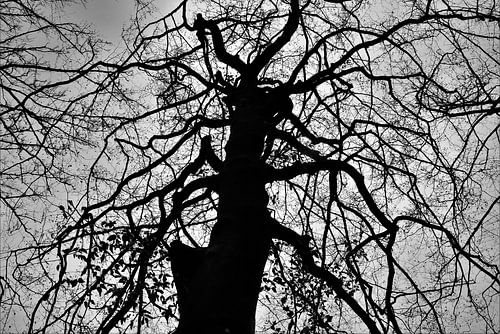 L'arbre méchant sur On The Road Foto