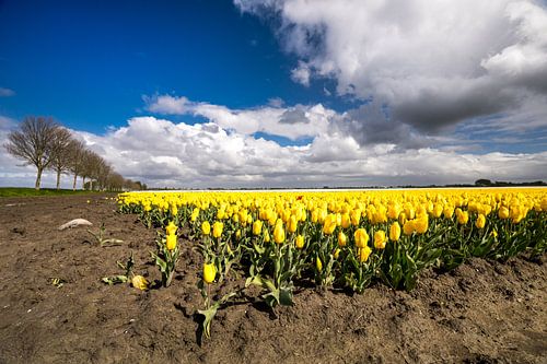 Gele Tulpen in de hoofdrol
