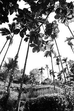 Under palm trees in Bali in black and white