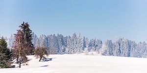 Panorama d'un paysage d'hiver avec des arbres et de la neige dans l'Allgäu en Allemagne sur Dieter Walther