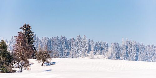 Panorama d'un paysage d'hiver avec des arbres et de la neige dans l'Allgäu en Allemagne