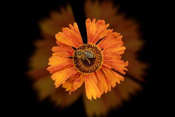 Biene auf einer orangefarbenen Blume