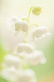 Lily of the valley