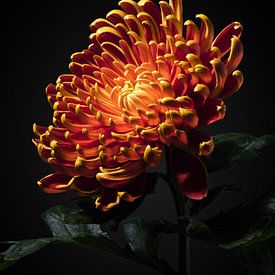 Chrysanthemum by Ramon van Bedaf