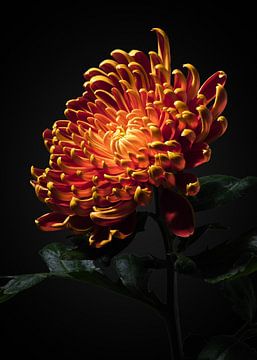 Chrysanthemum van Ramon van Bedaf
