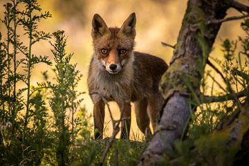 Red fox with a warm evening glow