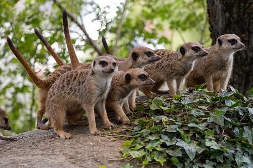 Groepje stokstaarten