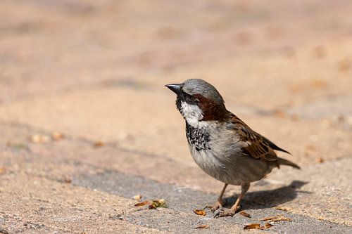 De huismus, een gezellig vogeltje