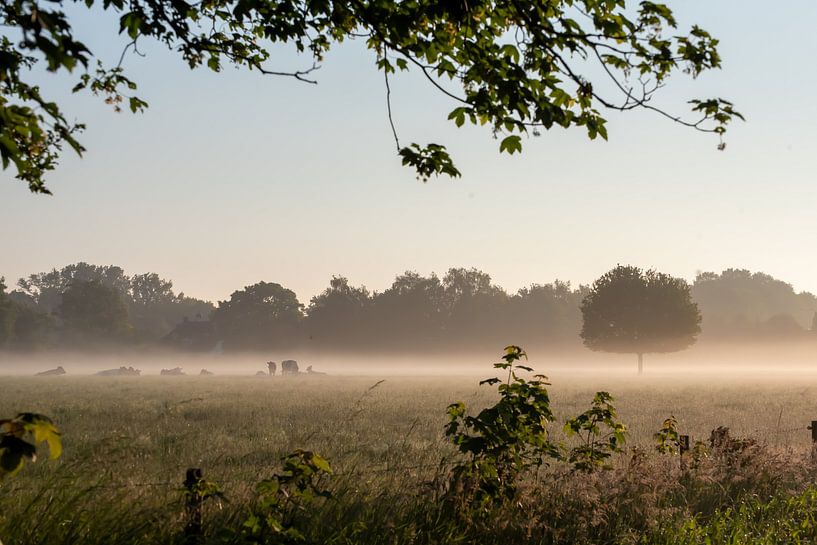 Meadow Remmerstein by Bart van den Dikkenberg