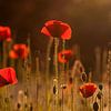 Het zomeravondgevoel (klaprozen met avondzon). van Birgitte Bergman