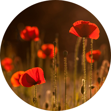 Het zomeravondgevoel (klaprozen met avondzon). van Birgitte Bergman