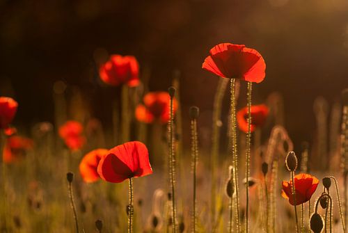 Le sentiment de la soirée d'été (coquelicots avec le soleil du soir). sur Birgitte Bergman