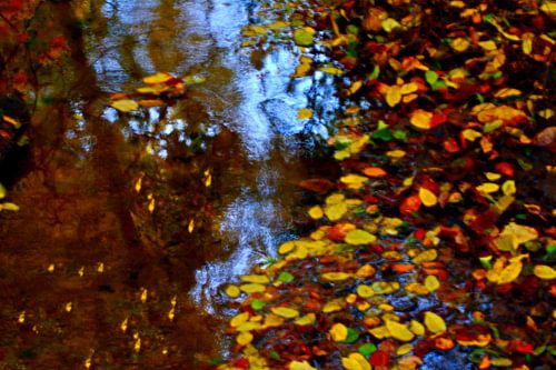 FEUILLES D'AUTOMNE