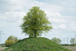 Auffälliger Baum auf einem Hügel - Sommer