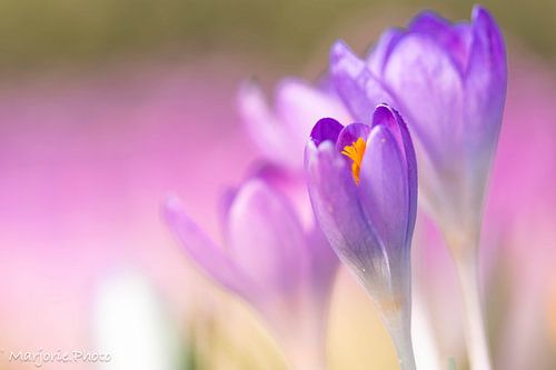 Le crocus violet