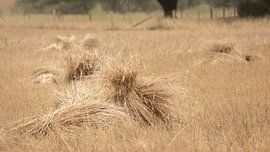 Weizengarben auf einem goldenen Feld von gemähtem Grane von Michel Seelen