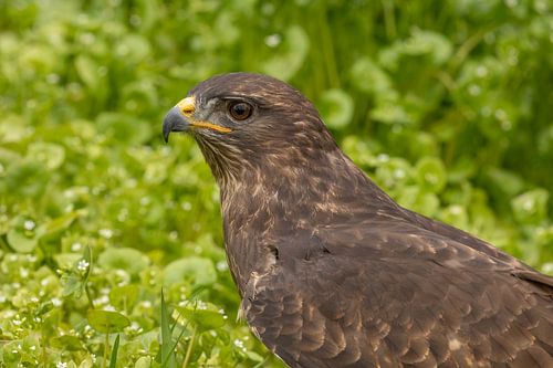Europese Buizerd
