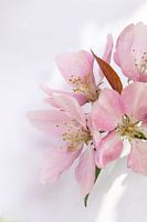 Roze appelbloesem