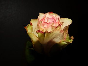 Pale pink rose von Simon De Lange