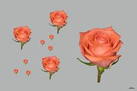 Salmon-coloured roses on a grey background