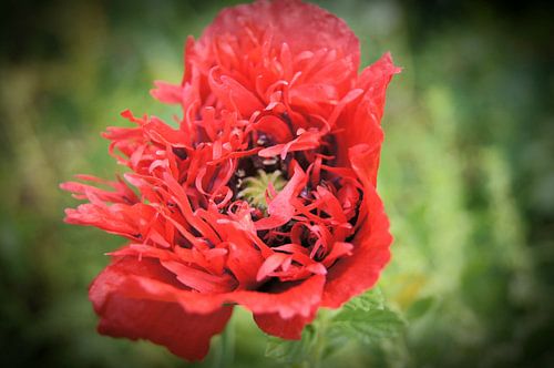 Pavot à opium rouge