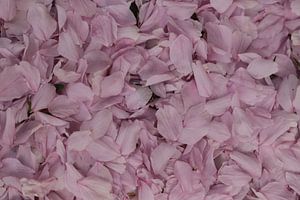 Roze bloemblaadjes van de Prunus japonica