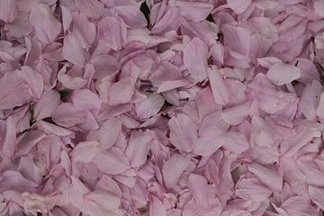 Roze bloemblaadjes van de Prunus japonica van Cora Unk