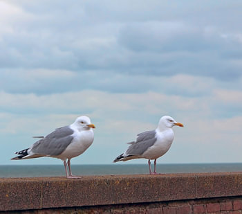 Möwen mi Blick auf die Nordsee