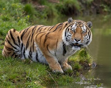 Tijger kijkt recht de lens in na het drinken van Patrick van Bakkum