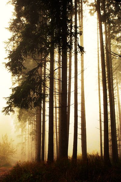Wald mit Nadelbäumen von Jana Behr